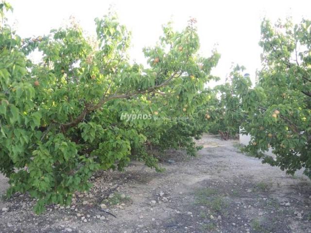 Terreno en Venta en Jumilla