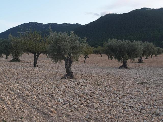 Terreno en venta en Jumilla