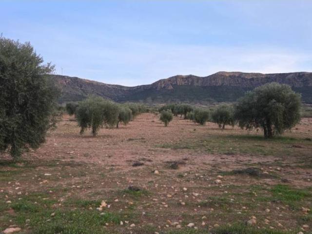 Terreno en Venta en Jumilla