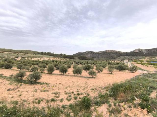 Terreno en Venta en Jumilla