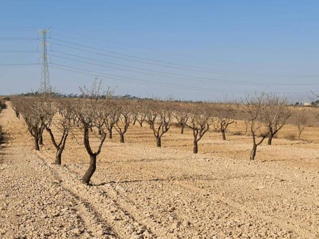 Terreno en Venta en Jumilla