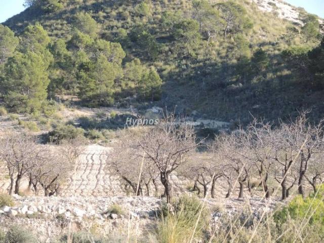 Terreno en Venta en Jumilla