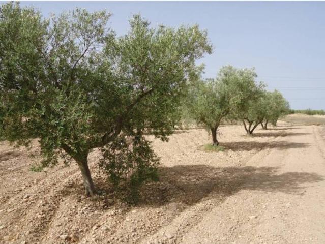 Terreno en Venta en Jumilla