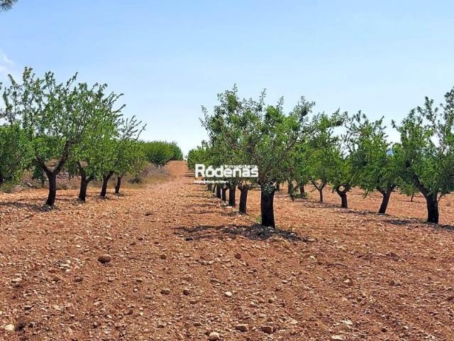 Terreno en venta en Jumilla