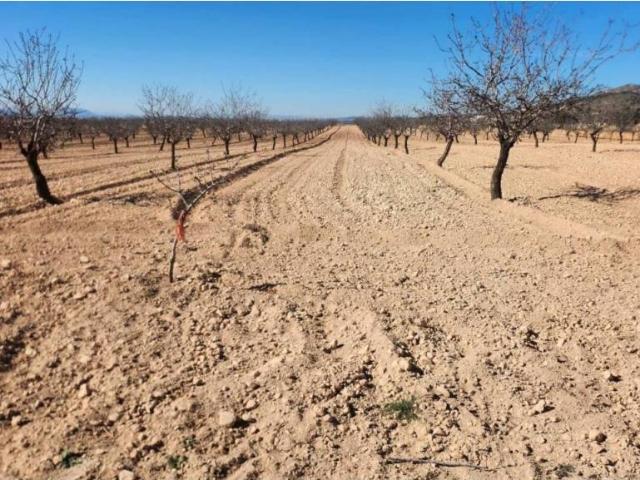 Terreno en Venta en Jumilla