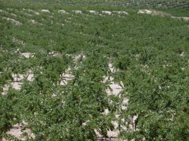 Terreno en Venta en Jumilla