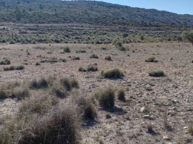Terreno en Venta en Jumilla