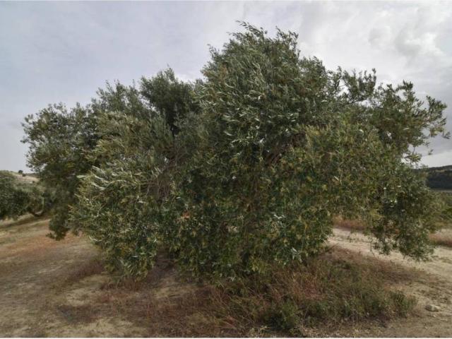 Terreno en Venta en Jayena