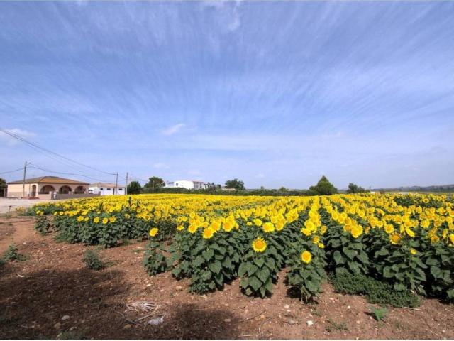 Terreno en Venta en Jerez de la Frontera