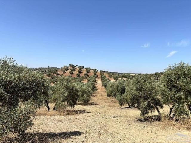 Terreno en Venta en Lucena