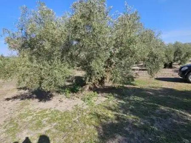 Terreno en Venta en Lucena