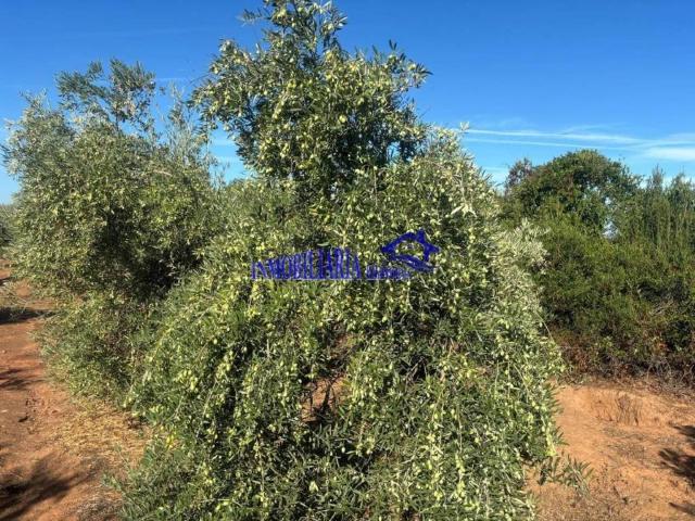 Terreno en Venta en Lucena