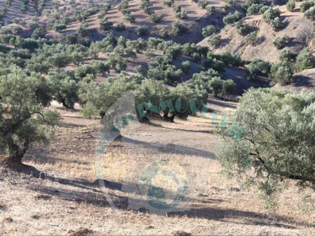Terreno en Venta en Lucena