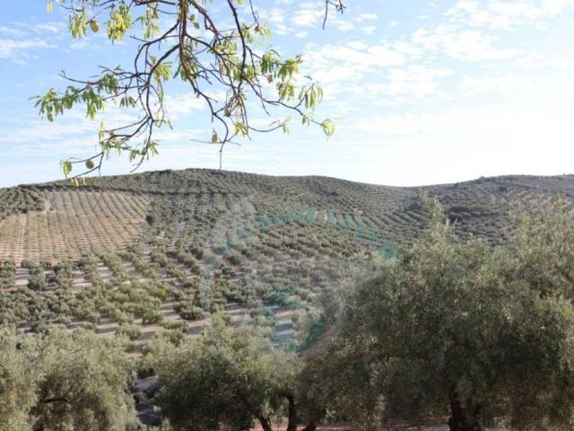 Terreno en Venta en Lucena