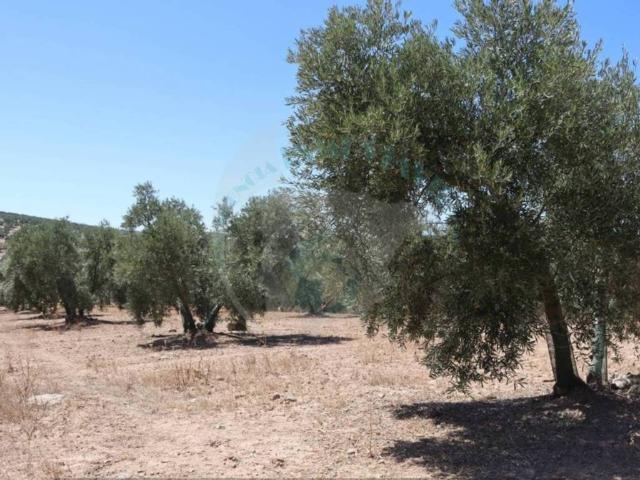 Terreno en Venta en Lucena
