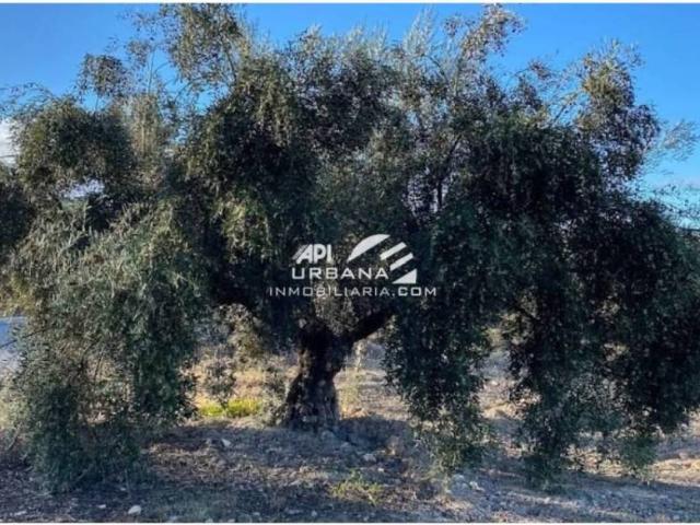 Terreno en Venta en Lucena