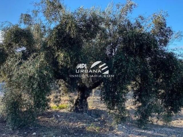 Terreno en venta en Lucena,, 14900