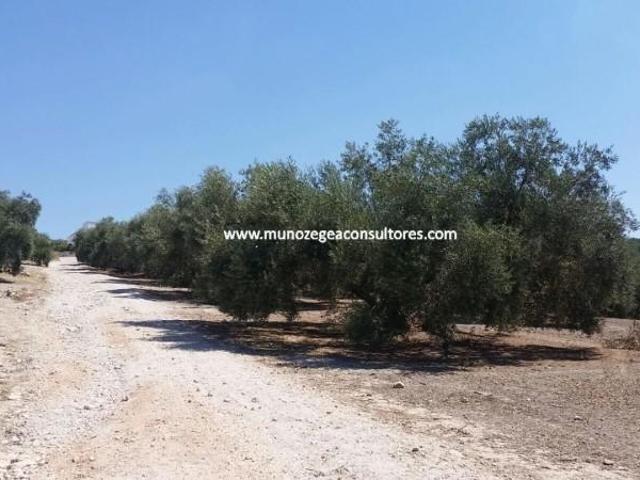 Terreno en venta en Lucena