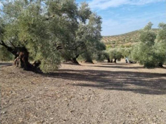 Terreno en Venta en Lucena