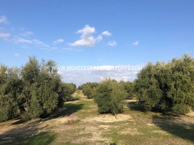 Terreno en Venta en Lucena