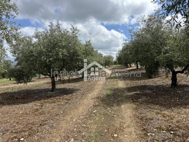 Terreno en Venta en Lucena