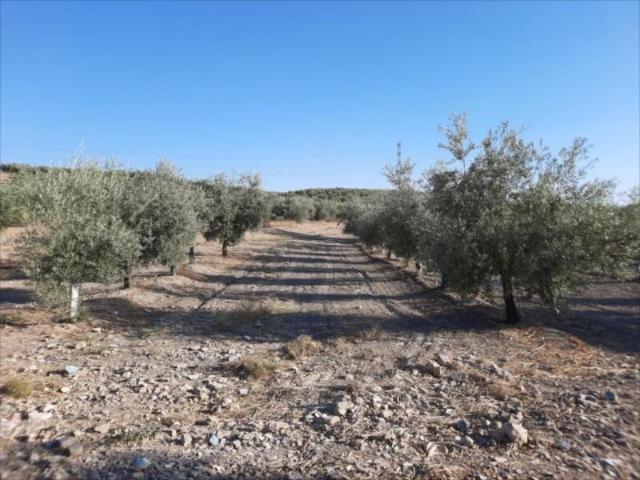 Terreno en venta en Lucena, Lucena