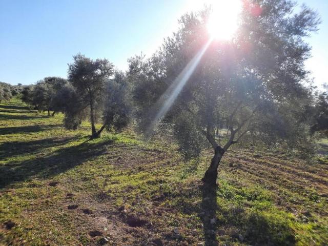 Terreno en venta en Lucena, Lucena
