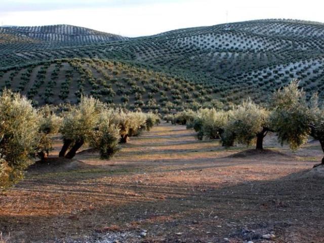 Terreno en venta en Lucena, Lucena