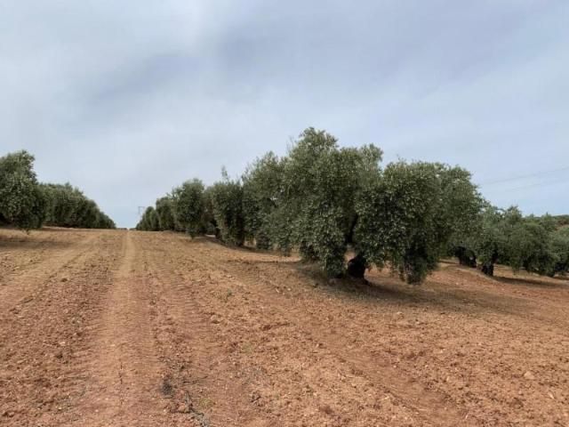Terreno en venta en Lucena, Lucena