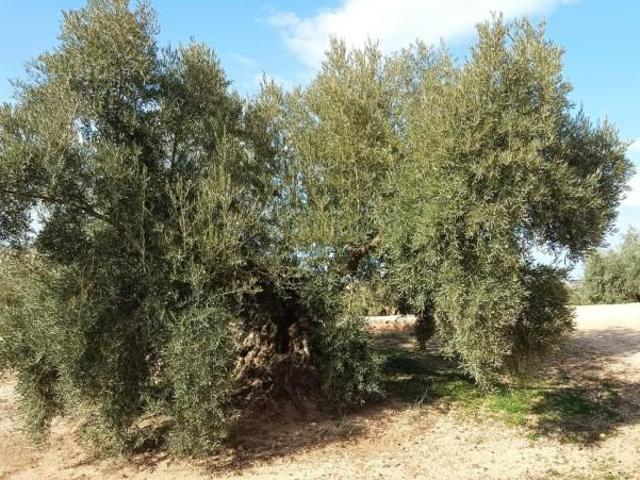 Terreno en venta en Lucena, Lucena