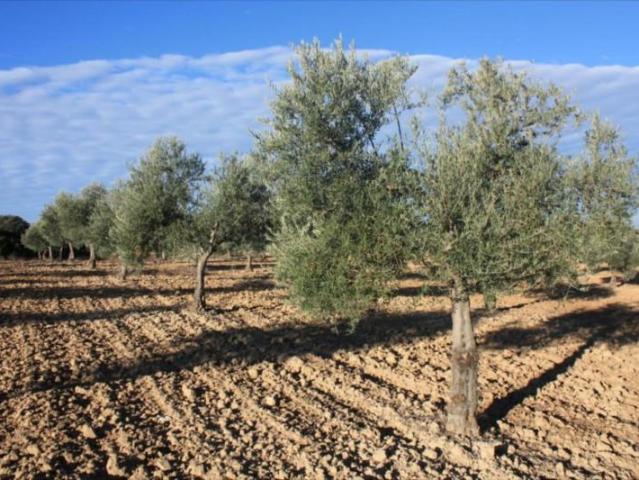 Terreno en venta en Lucena, Lucena