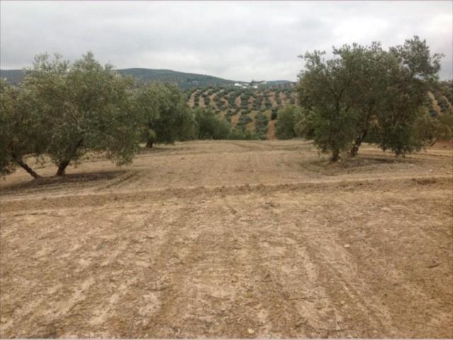 Terreno en venta en Lucena, Lucena