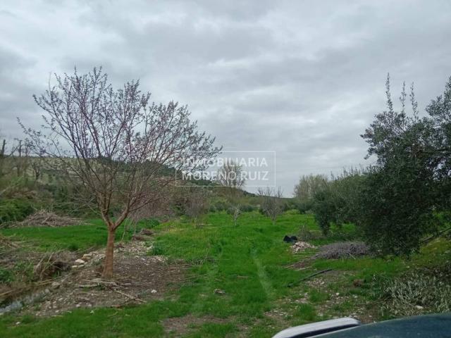 Terreno en Venta en Luque
