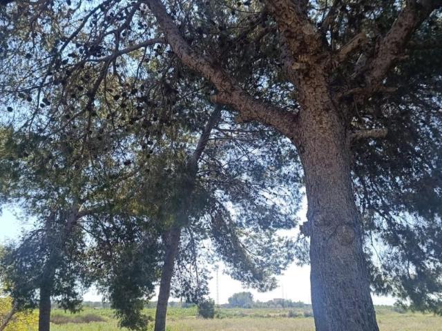 Terreno en venta en La Marina, El molar