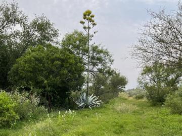 Terreno en venta en La Miseria, Nava, Coahuila de Zaragoza