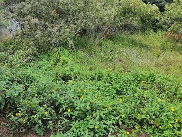 Terreno en Venta en La Estanzuela