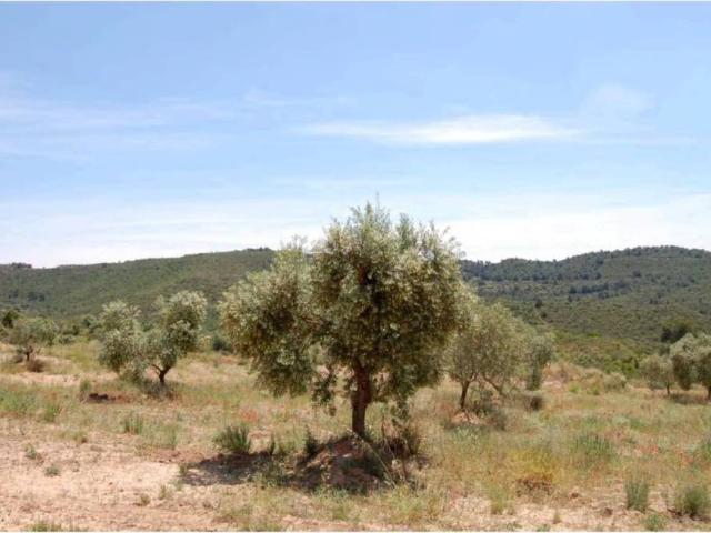 Terreno en Venta en La Granadella
