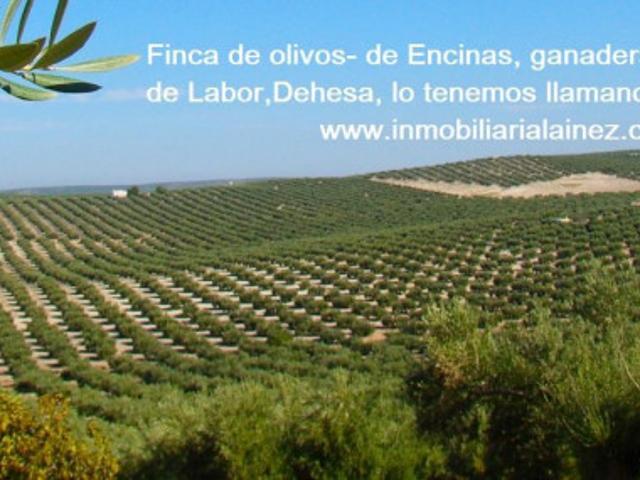 Terreno en venta en La Granjuela