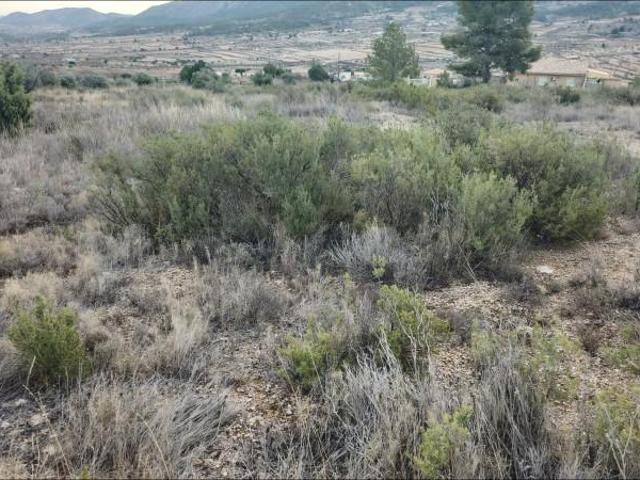 Terreno en venta en La Romana, EL ALGAYAT
