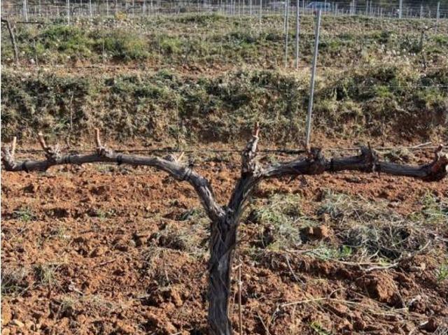 Terreno en Venta en La Vilella Baixa
