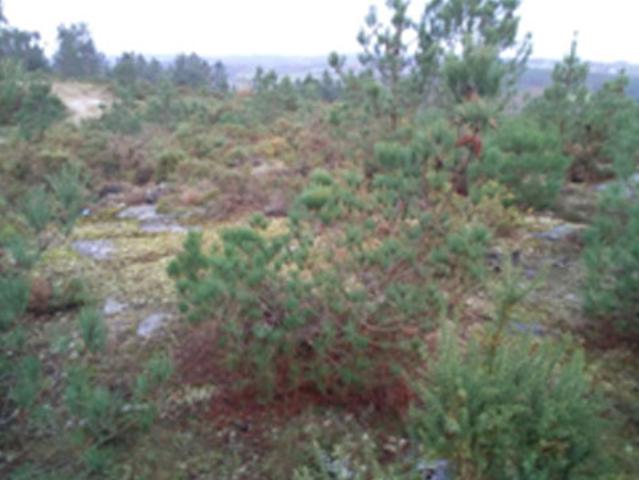 Terreno en venta en Lalín