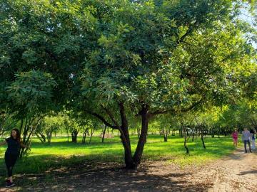Terreno en venta en Las Adjuntas, Montemorelos, Nuevo León