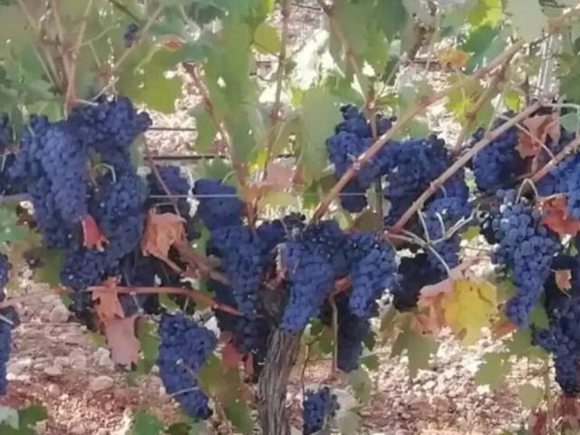 Terreno en Venta en Las Mesas