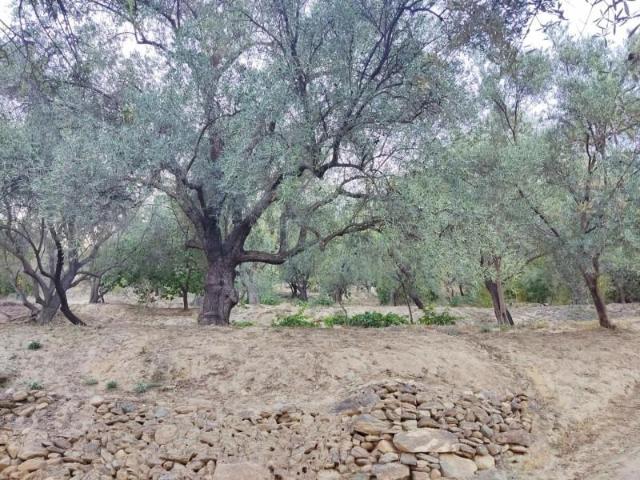 Terreno en venta en Lecrín, Valle de lecrin