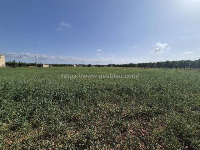 Terreno en Venta en Llubí