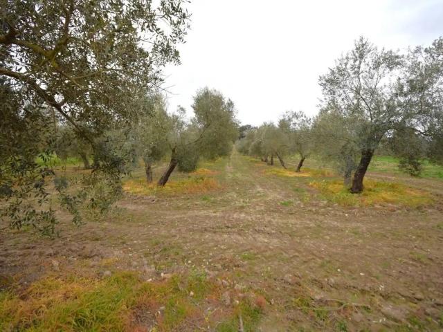 Terreno en Venta en Llubí