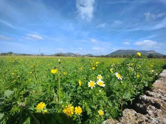 Terreno en Venta en Llucmajor