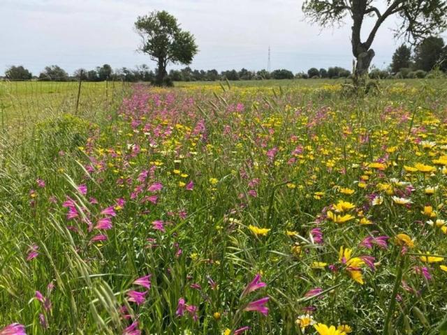 Terreno en Venta en Llucmajor