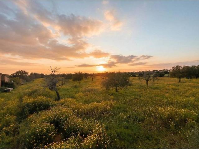 Terreno en Venta en Llucmajor