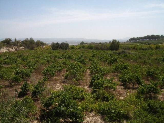 Terreno en Venta en L'Olleria